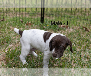 German Shorthaired Pointer Puppy for sale in LUFKIN, TX, USA