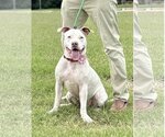 Small #11 American Staffordshire Terrier Mix