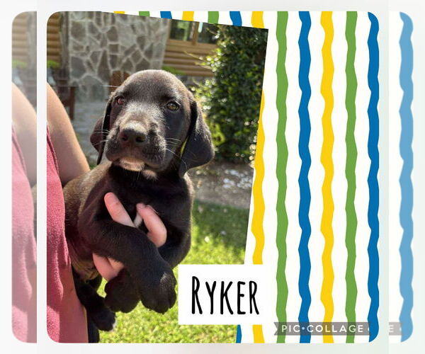 Medium Photo #2 Labrador Retriever-Unknown Mix Puppy For Sale in Sanford, FL, USA