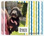 Small #1 Labrador Retriever Mix