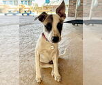 Small #1 Labrador Retriever Mix