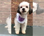 Small Havanese Mix