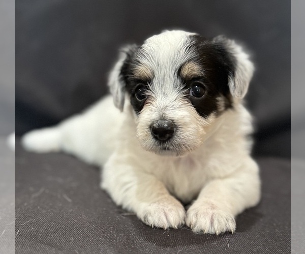 Medium Photo #4 Pembroke Welsh Corgi-Poodle (Miniature) Mix Puppy For Sale in LONGMONT, CO, USA