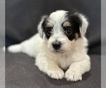 Small #3 Pembroke Welsh Corgi-Poodle (Miniature) Mix