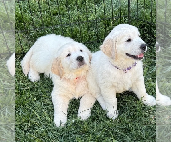 Medium Photo #1 English Cream Golden Retriever Puppy For Sale in HOLLY SPRINGS, NC, USA