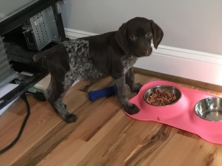 German Shorthaired Pointer Puppy for sale in LEXINGTON, NC, USA
