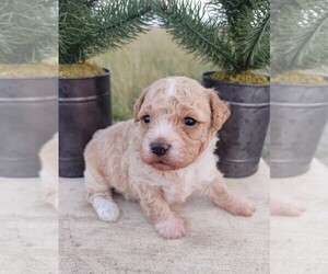 Aussie-Poo-Aussiedoodle Mix Puppy for sale in TAYLOR, TX, USA