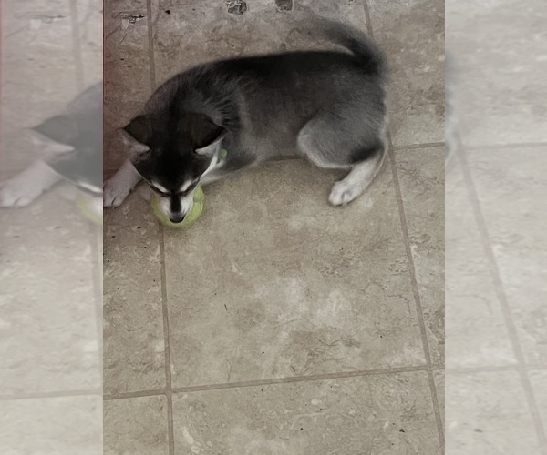 Medium Photo #2 Alaskan Klee Kai Puppy For Sale in SAN TAN VALLEY, AZ, USA