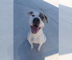 Small Mutt