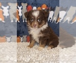 Small Photo #2 Miniature Australian Shepherd Puppy For Sale in MARTINSVILLE, IN, USA