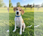 Small Labrador Retriever Mix