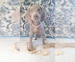Puppy Diamond Weimaraner