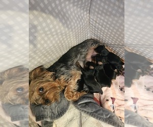 Mother of the Yorkshire Terrier puppies born on 06/12/2026