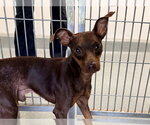 Small Miniature Pinscher