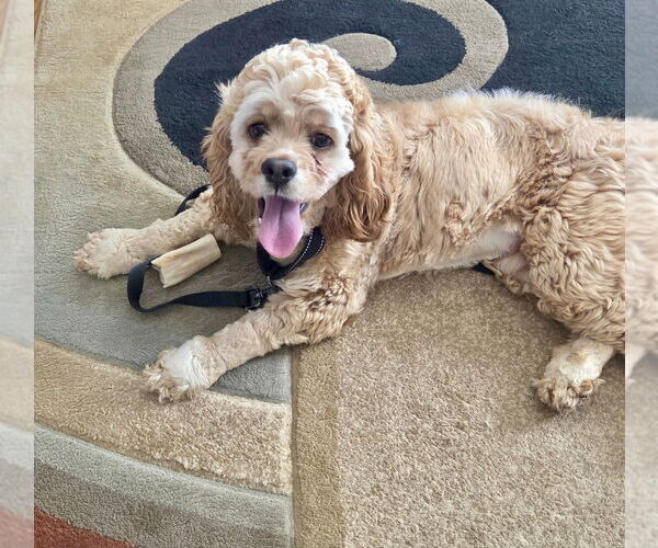Medium Photo #4 Cocker Spaniel-Unknown Mix Puppy For Sale in Mooresville, NC, USA