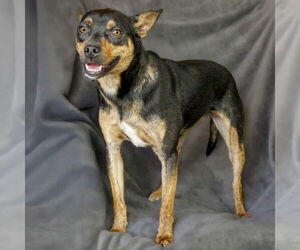 Mutt Dogs for adoption in Albuquerque, NM, USA