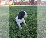 Small #8 Cocker Spaniel-English Springer Spaniel Mix