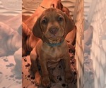 Puppy Male Puppy 2 Vizsla