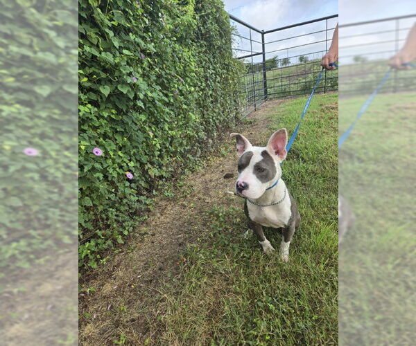 Medium Photo #1 American Pit Bull Terrier-Unknown Mix Puppy For Sale in Thorndale, TX, USA