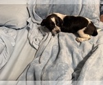 Small Photo #13 Schweenie Puppy For Sale in DOTHAN, AL, USA