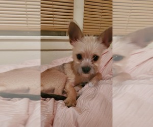 Chihuahua-Yorkie Russell Mix Puppy for sale in BUFFALO, NY, USA