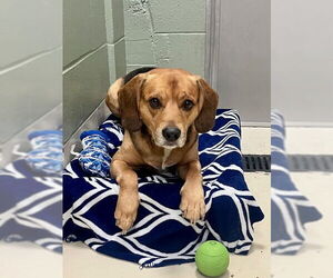 Beagle-Unknown Mix Dogs for adoption in Webster, WI, USA