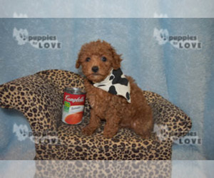 Poodle (Toy) Puppy for sale in SANGER, TX, USA