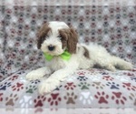 Small #7 Cavapoo