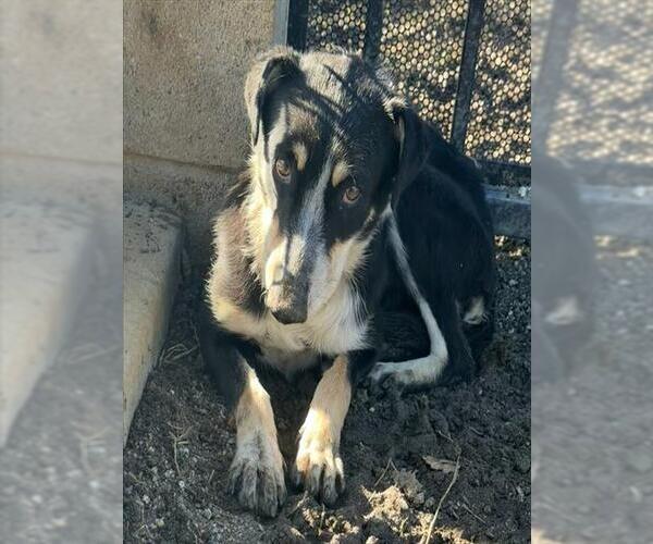 Medium Photo #2 Mutt Puppy For Sale in Riverside, CA, USA