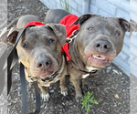 Small #10 American Pit Bull Terrier