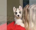 Small Photo #8 Siberian Husky Puppy For Sale in ROSEVILLE, CA, USA