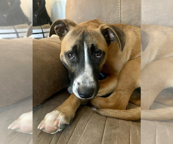 Medium Photo #16 Boxer-Unknown Mix Puppy For Sale in Mooresville, NC, USA