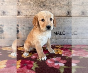 Golden Retriever Puppy for sale in VERMONTVILLE, MI, USA