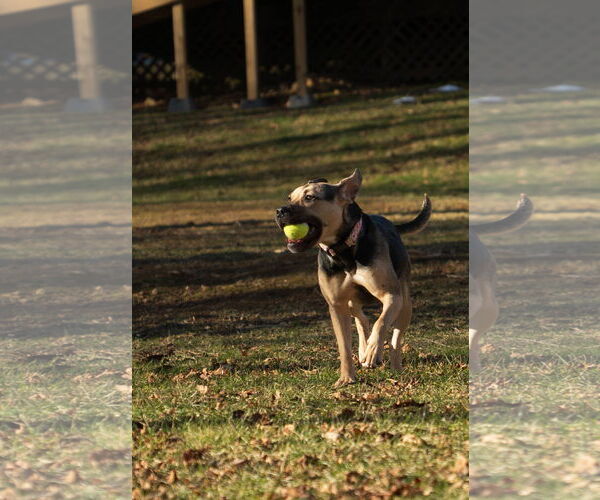 Medium Photo #4 Mutt Puppy For Sale in Chester, NJ, USA