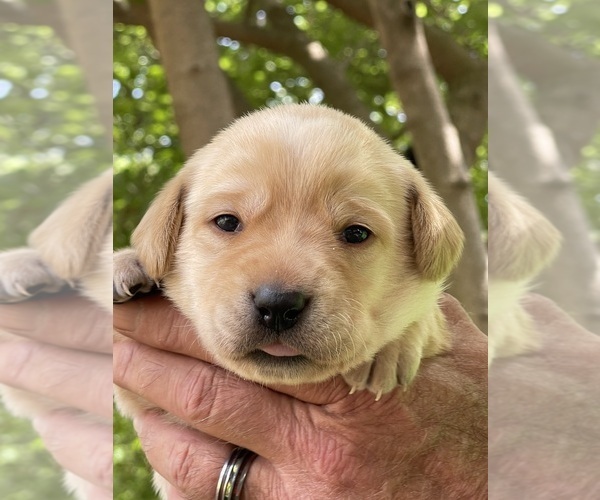 Medium Photo #1 Labrador Retriever Puppy For Sale in BROWNS VALLEY, CA, USA