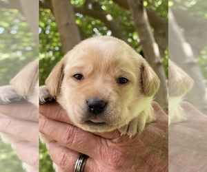 Medium Labrador Retriever