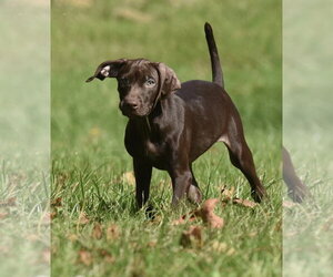 Fila - Female Chocolate Labrador retriever-Pointer Mix Dog for Adoption - Photo #5