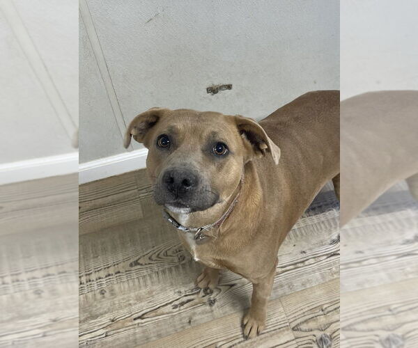 Medium Photo #3 American Pit Bull Terrier-Unknown Mix Puppy For Sale in Bolivar, MO, USA