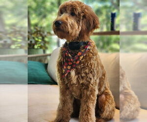 Father of the Golden Mountain Doodle  puppies born on 05/08/2025