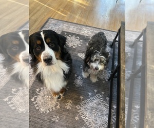 Mother of the Bernese Mountain Dog-Miniature Bernedoodle Mix puppies born on 09/19/2025