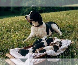 Mother of the English Springer Spaniel puppies born on 08/10/2023