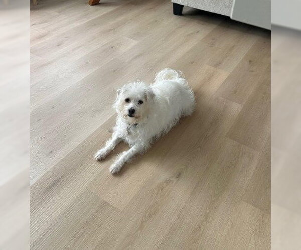 Medium Photo #4 Maltipoo (Miniature) Puppy For Sale in San Diego, CA, USA