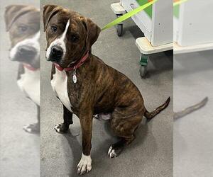 Mutt Dogs for adoption in Forestville, MD, USA