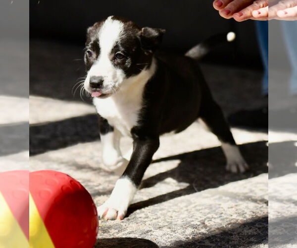 Medium Photo #4 Mutt Puppy For Sale in Mechanicsburg, PA, USA