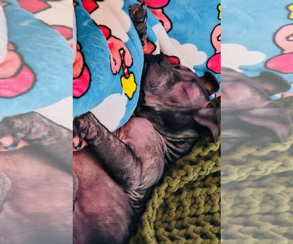 Medium Photo #22 Staffordshire Bull Terrier-Unknown Mix Puppy For Sale in Princeton, MN, USA