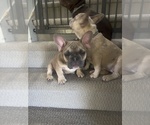 Small #1 French Bulldog