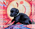 Small #2 Golden Retriever Mix