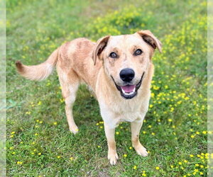 Australian Retriever Dogs for adoption in Bryant, AR, USA