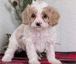 Small #5 Cavapoo (Miniature)