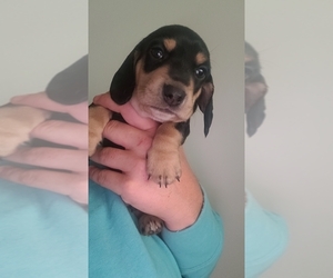 Dachshund Puppy for sale in JACKSONVILLE, IL, USA
